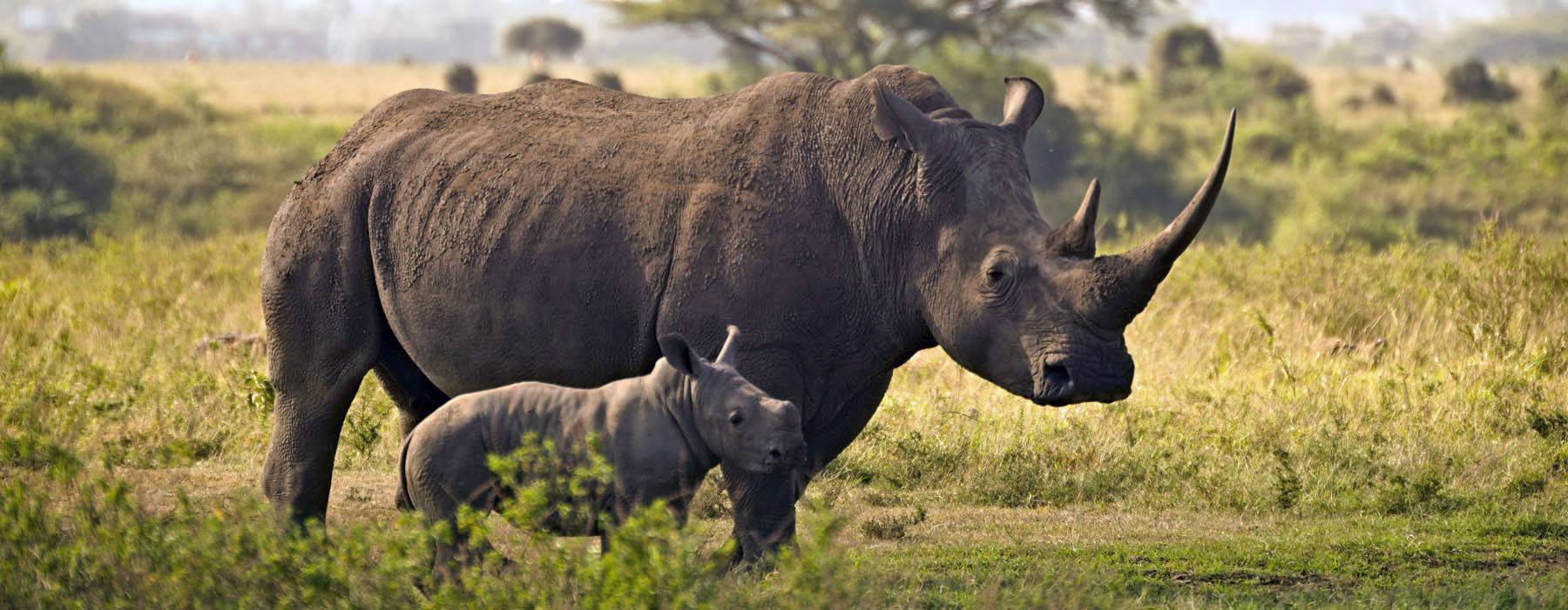 Nashorn • Pro Wildlife Nashorn • Pro Wildlife