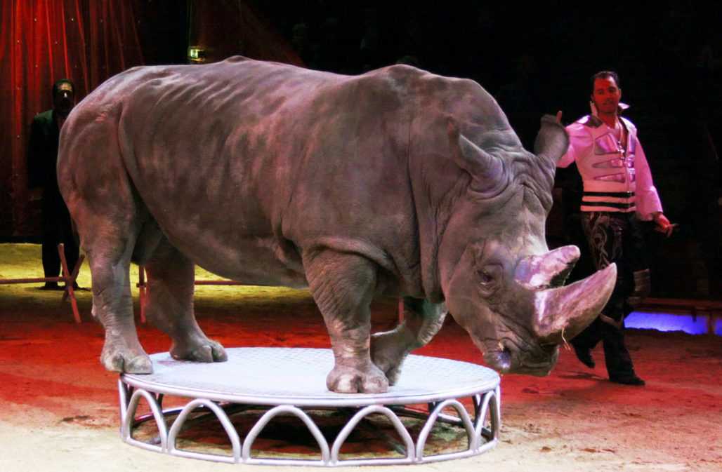 Nashorn im Circus Krone © Usien