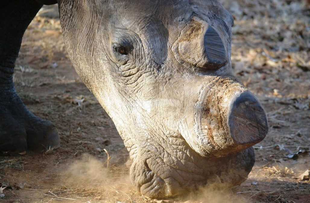 Nashorn mit abgesägtem Horn - es braucht Schutz für das Nashorn