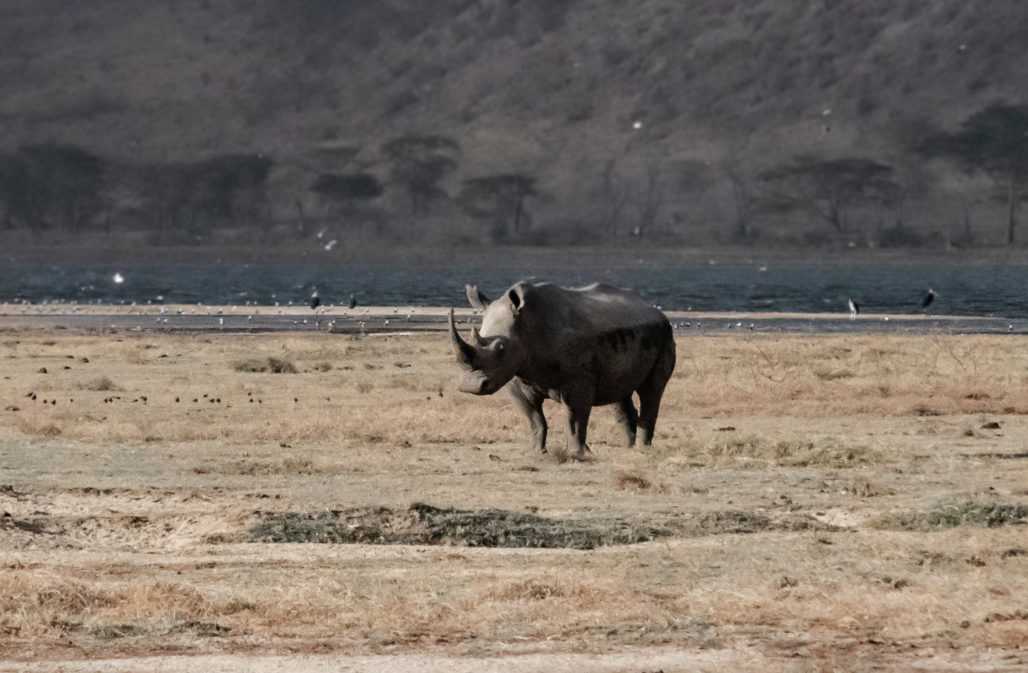 Nashorn im Lake Nakuru Nationalpark, Kenia