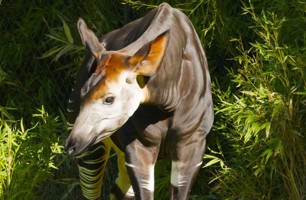 Buschfleisch: Auch seltenes Okapis werden wegen ihres Fleischs gewildert