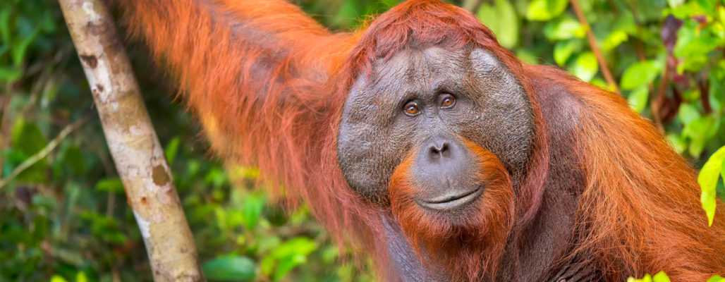 Palmöl tötet Orang-Utans