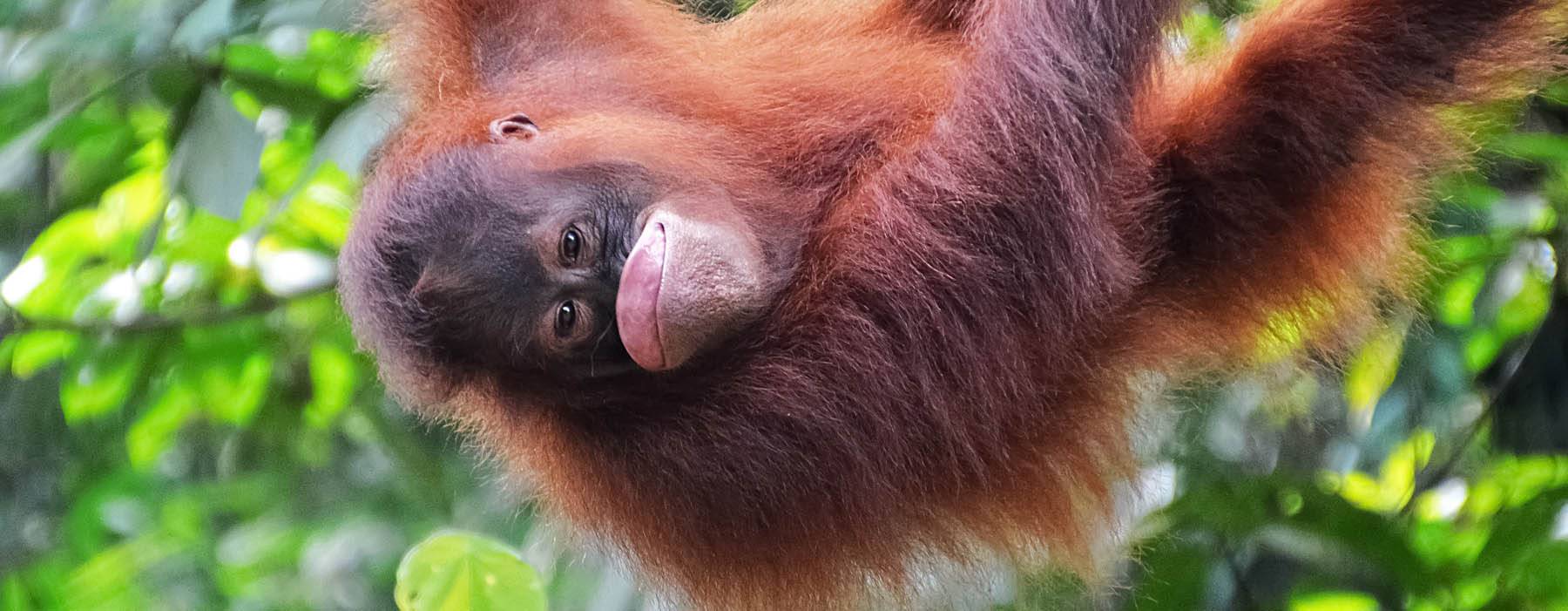 Orang-Utan • Pro Wildlife