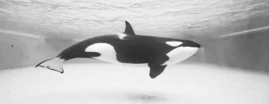Orcas in Gefangenschaft