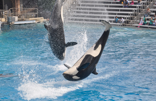 Mit einer Patenschaft Wale Delfine gegen die kommerzielle Ausnutzung protestieren