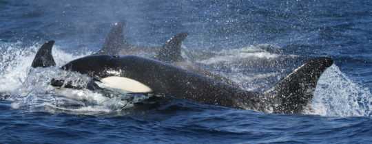 Das Sozialverhalten von Orcas