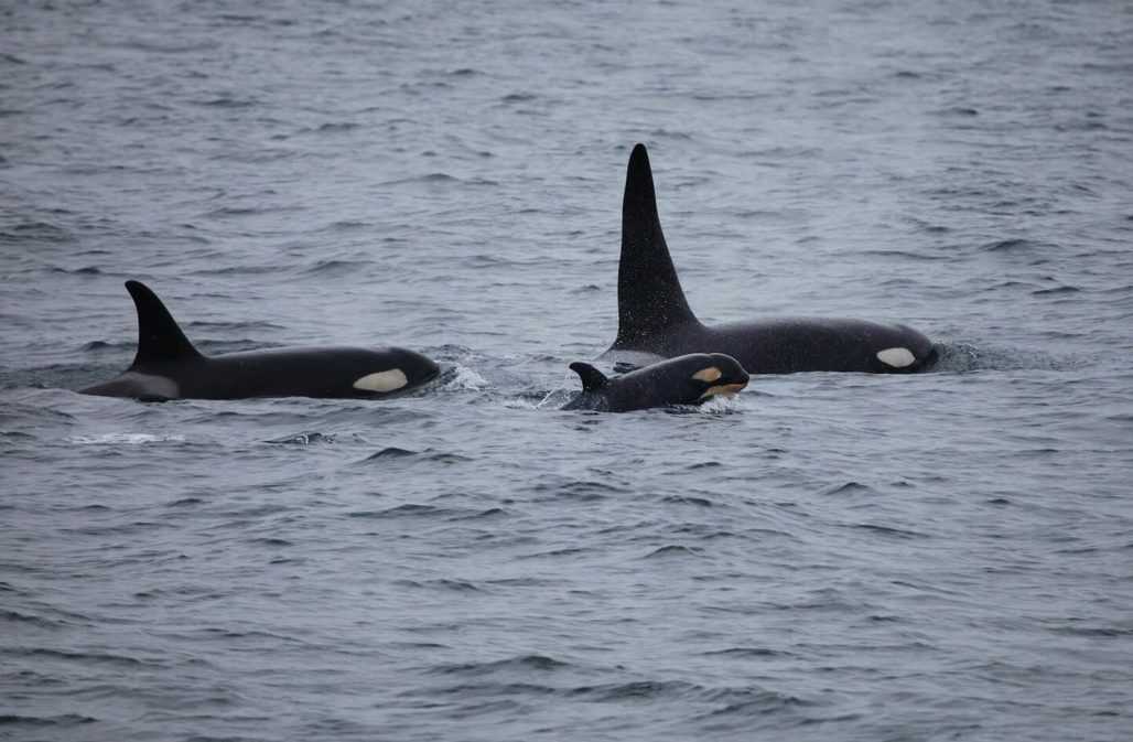 Orcas mit Baby