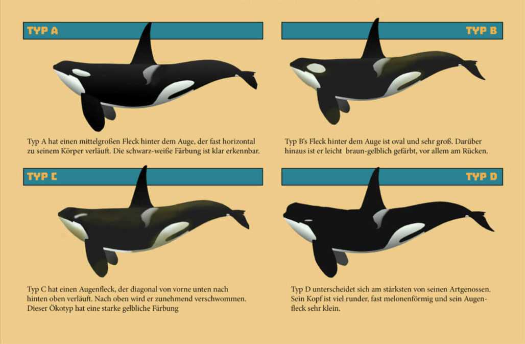 Die antarktischen Orca-Ökotypen