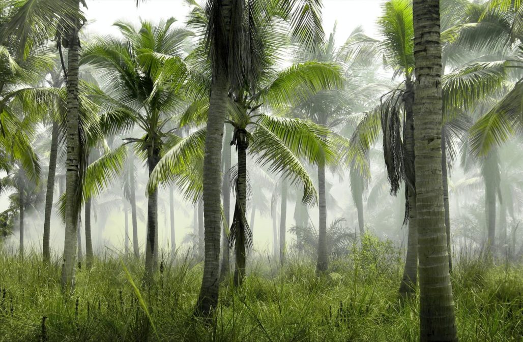 Artensterben: Palmöl-Plantage
