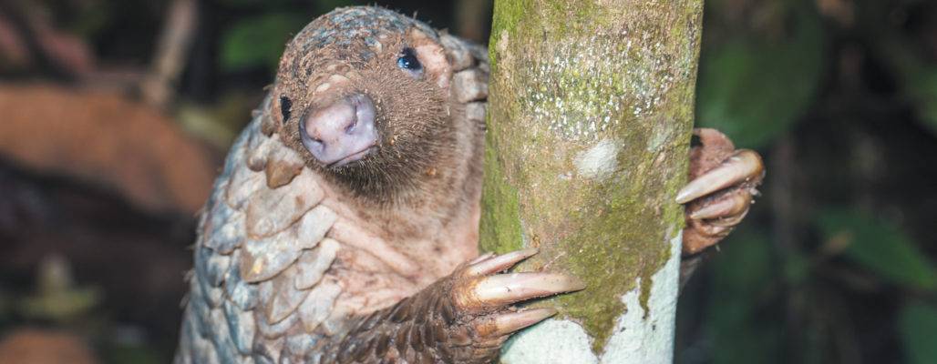 Pangolin