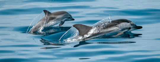 Patenschaft Wale & Delfine