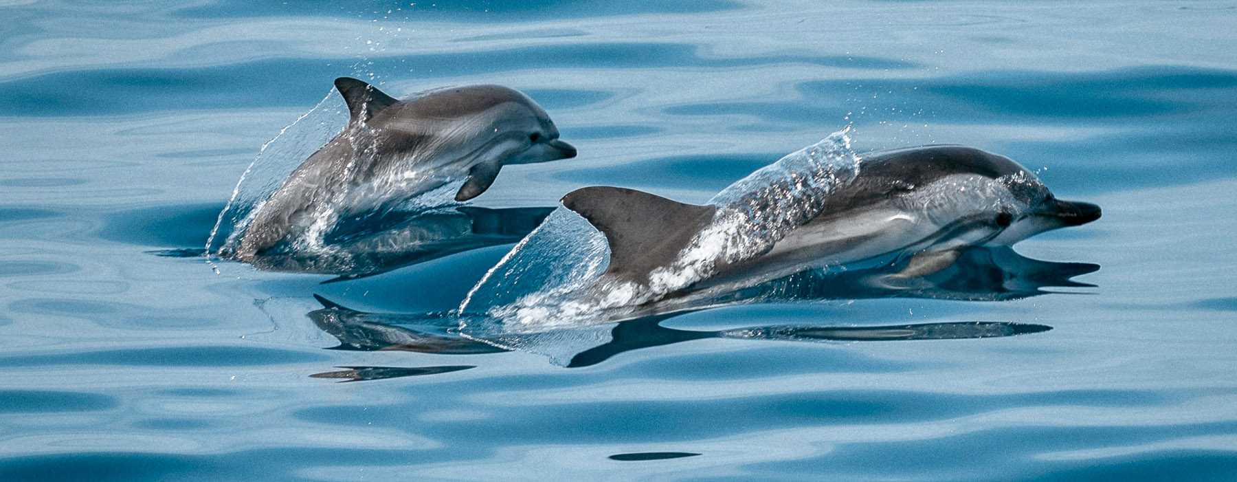 Patenschaft Wale Delfine