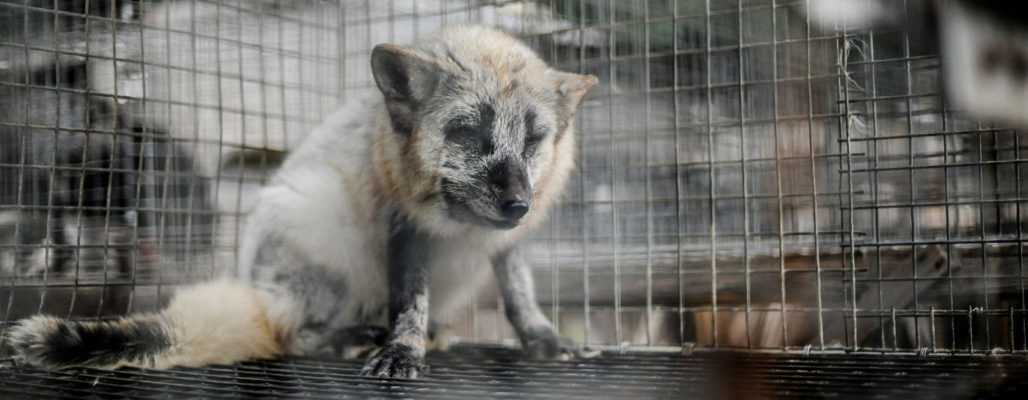 Wildtiere sterben für Pelz