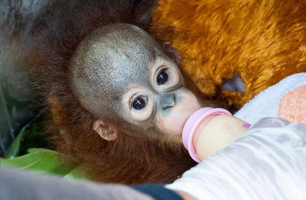 Rundum versorgtes Orang-Utan-Baby © IAR