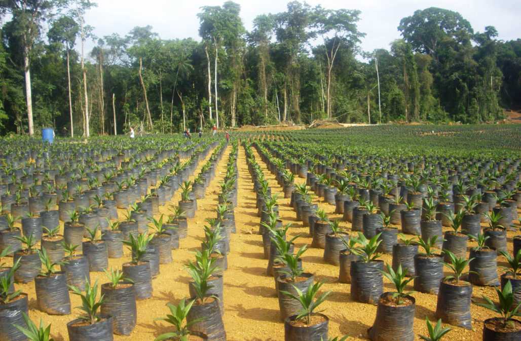 Erfolge: Schutz von Lebensraum
Plantage in Kamerun