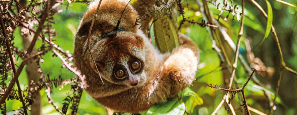 Erfolge: Rettung von Wildtieren
