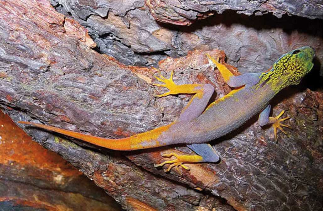 Psychedelischer Gecko (Cnemaspis psychedelica) © Lee Grismer