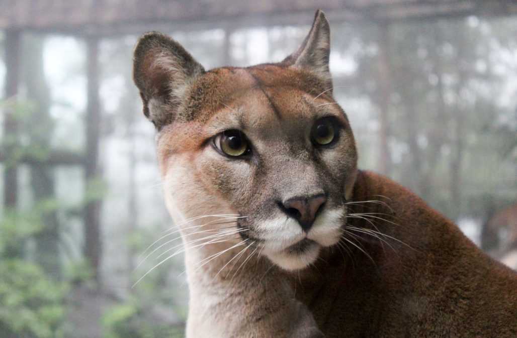 Puma als Haustier