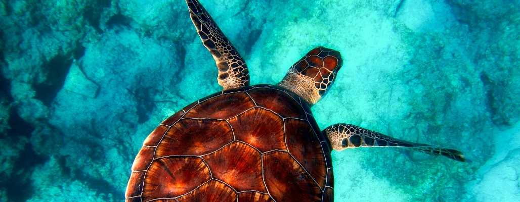 Die Gefahren von Mikroplastik im Meer