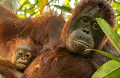 Orang-Utan © IAR