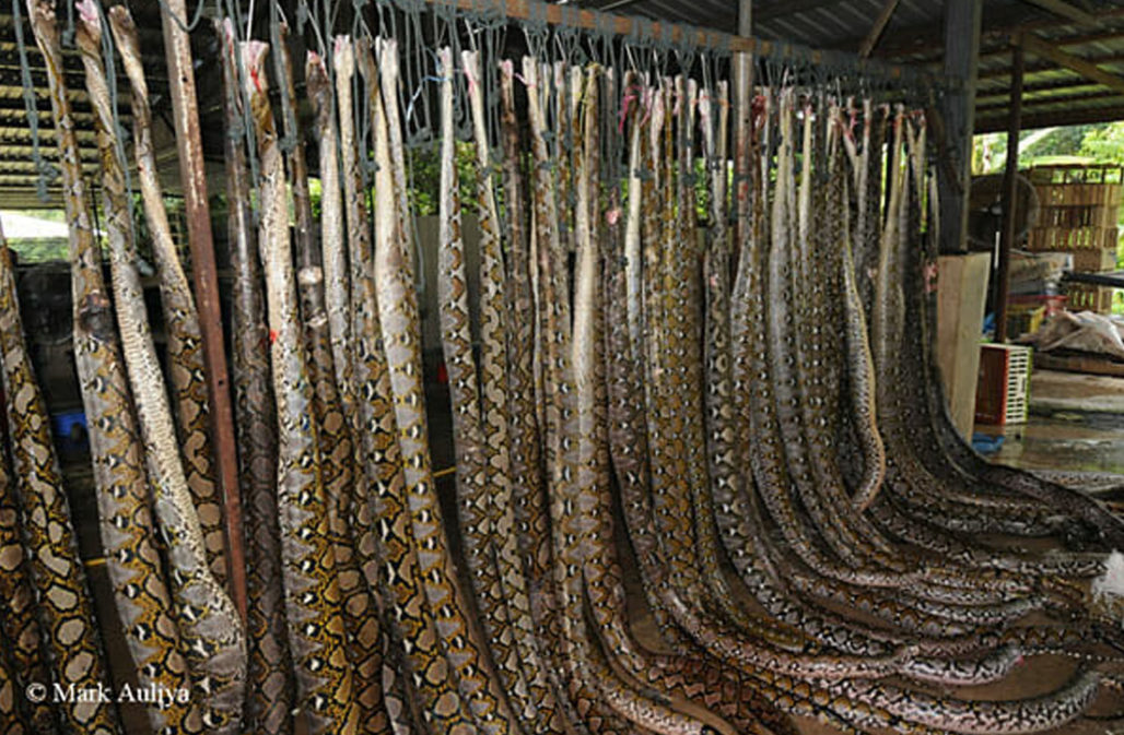 Luxus-Designer steigen aus: Reptilleder Python-Schlachthaus Indonesien © Mark Auliya