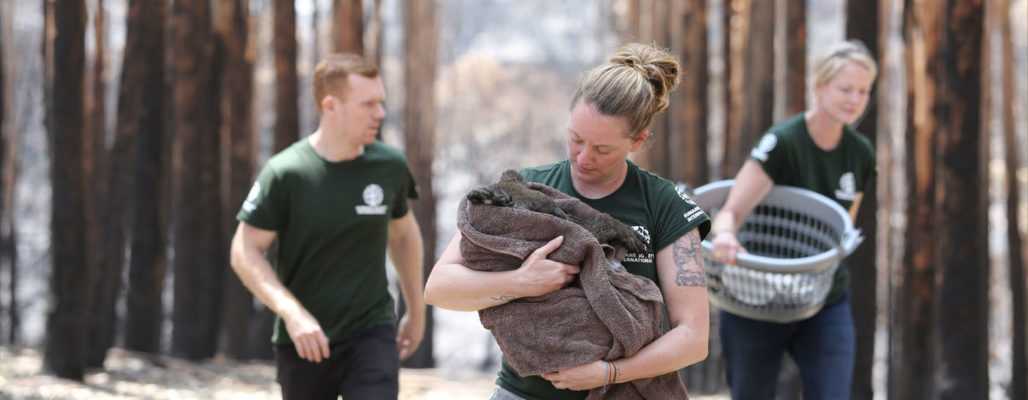 Nothilfe für Koalas und Kängurus in Australien