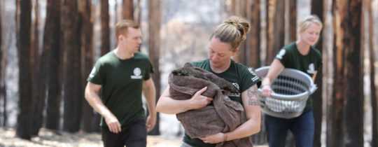 Nothilfe für Koalas und Kängurus in Australien