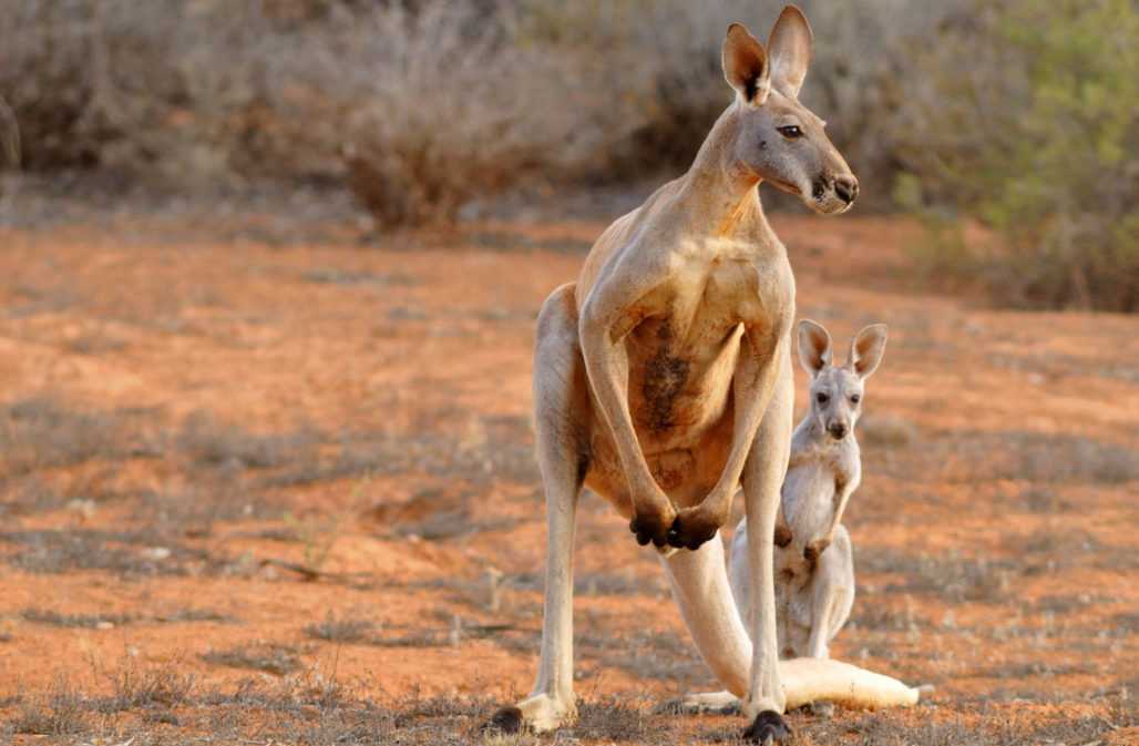 Beliebt bei der Jagd auf Kängurus: das Rote Riesenkänguru