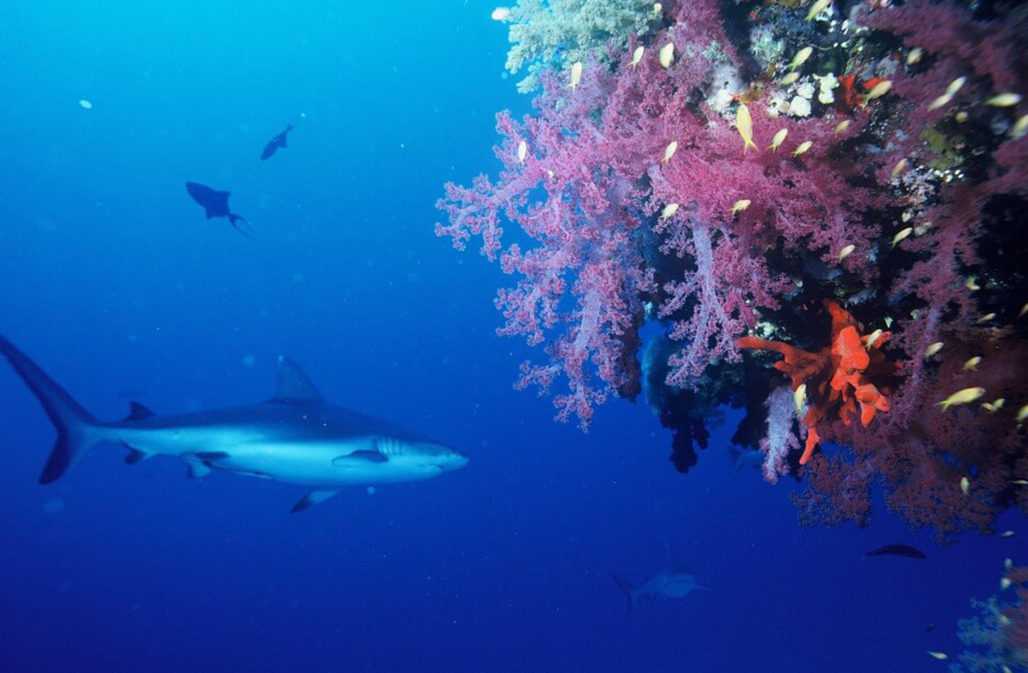 Haie: die gejagten Jäger, aber Riffe sind auf Haie angewiesen