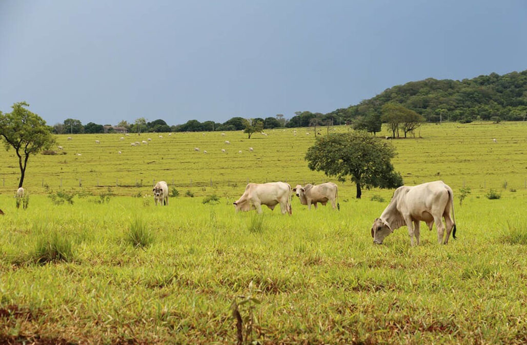 Rinder in Brasilien