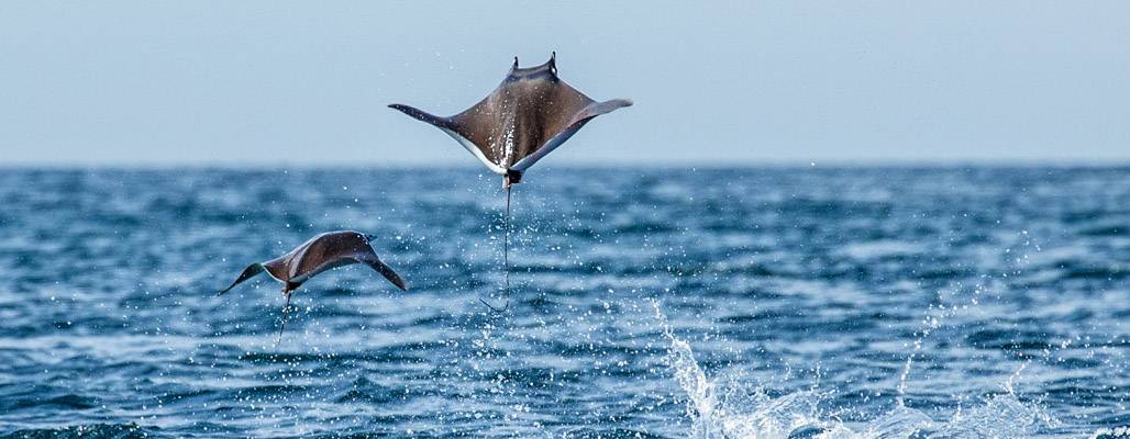 Mantarochen