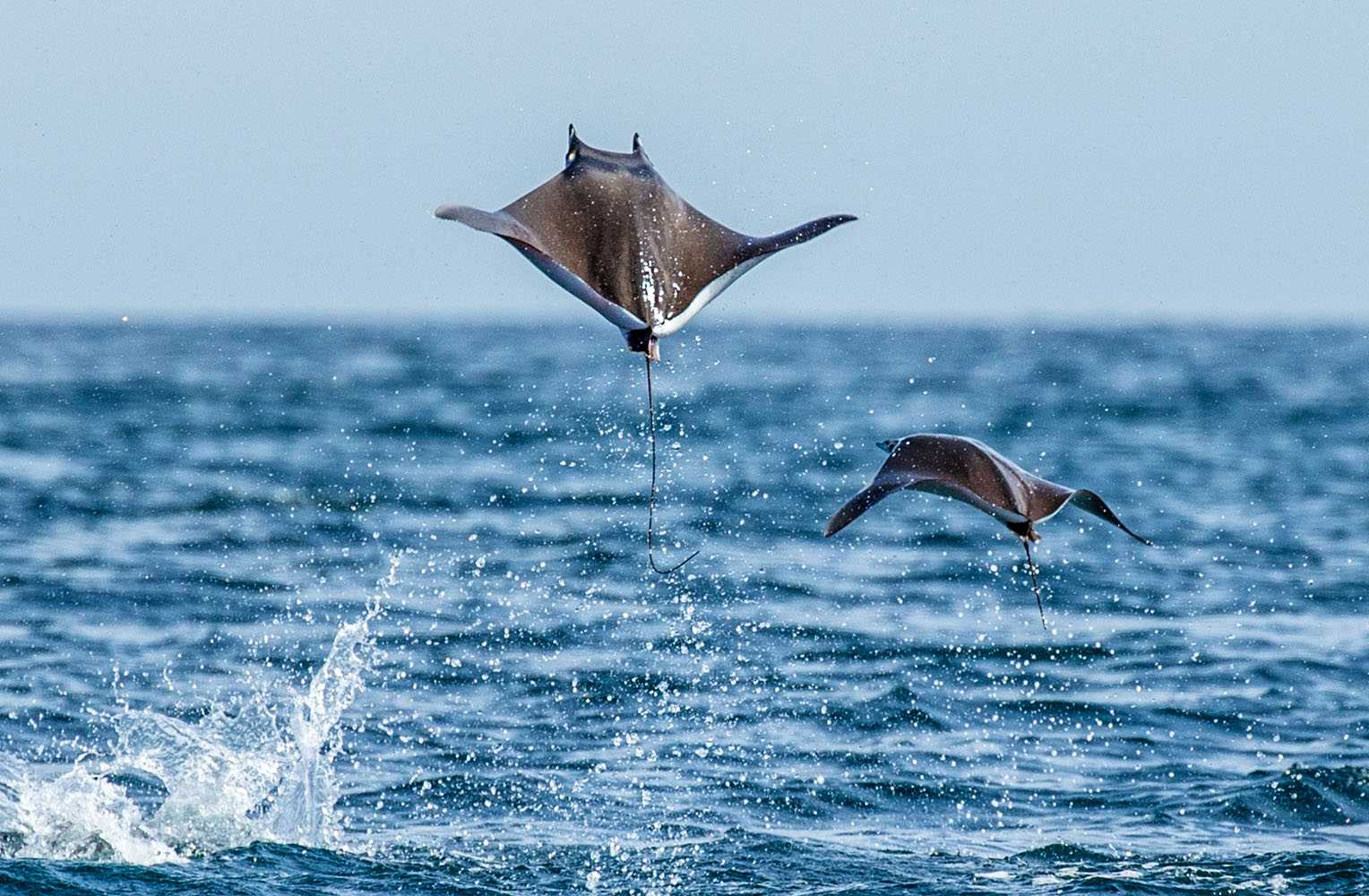 Tag des Artenschutzes: Schutz nur für die großen Fische? • Pro Wildlife