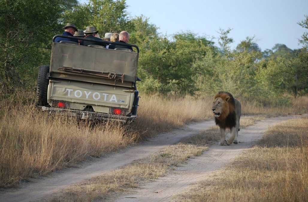 Fotosafari: Tiere sind lebend viel mehr wert