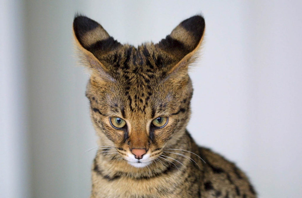 Savannah-Katze