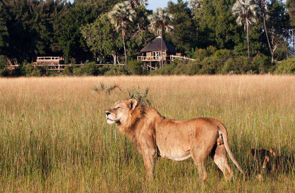 Löwenschutz Botsuana: Warnsystem in Dorfnähe verhindert Konflikte © SAVE