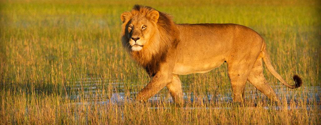 Botswana: Löwenschutz