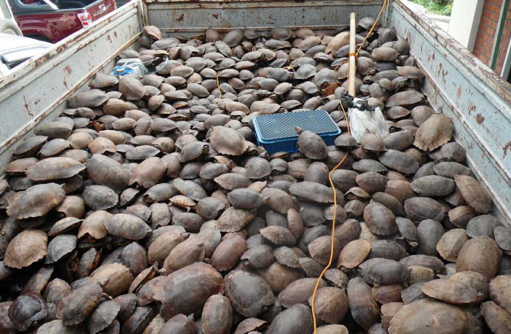 Beschlagnahmte Erdschildkröten, Philippinen 2015 © Katala Foundation