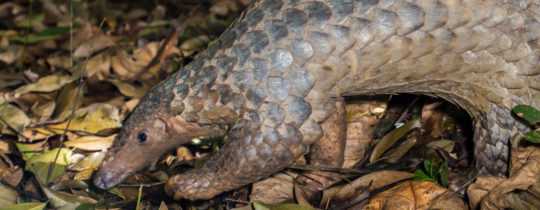 Coronaviren und der Tierhandel in China