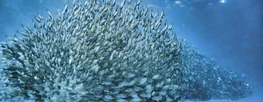 MSC – ein umstrittenes Ökosiegel für Fische