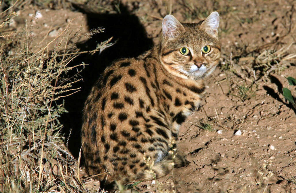 Kleine Raubkatzen: Schwarzfußkatze © Dr. Alexander Sliwa