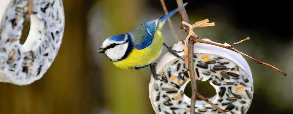 Heimischer Wildtierschutz im Winter