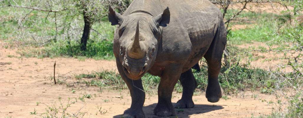 Spitzmaulnashorn