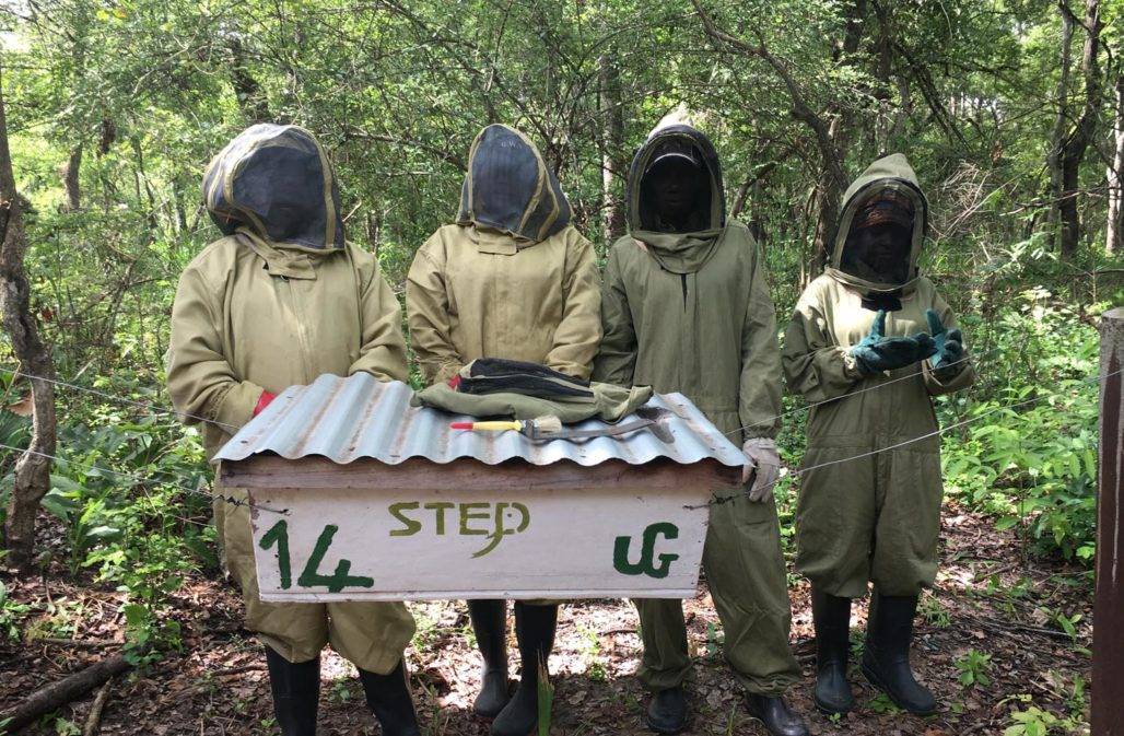 Mithilfe einer Patenschaft für Elefanten Bienen einsetzen, um Elefanten zu schützen © STEP