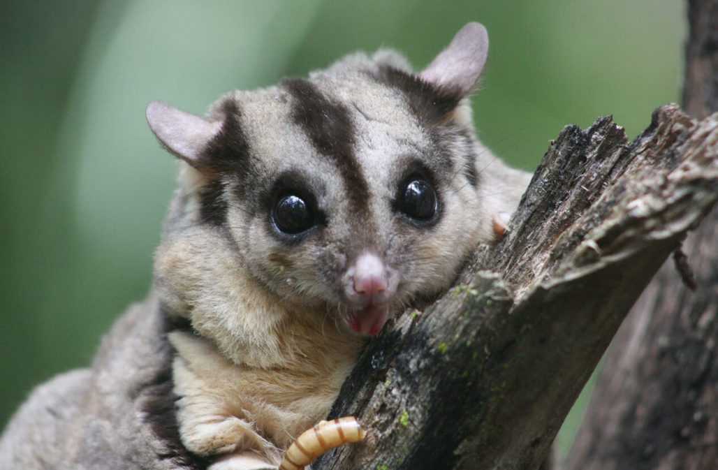 Kurzkopfgleitbeutler („Sugar Glider“)