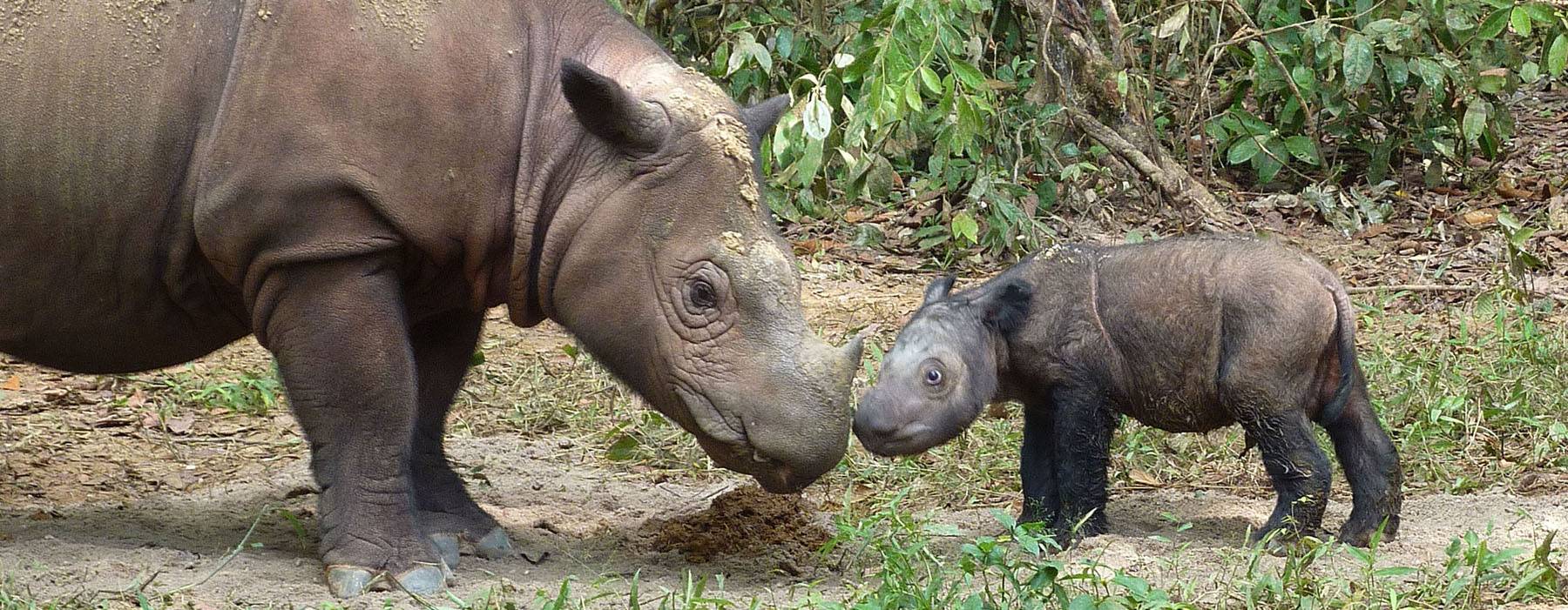 Sumatra-Nashorn