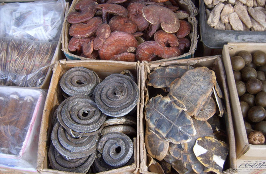 Bauchpanzer (unten rechts) auf einem Markt für traditionelle Medizin in China © V. Berger