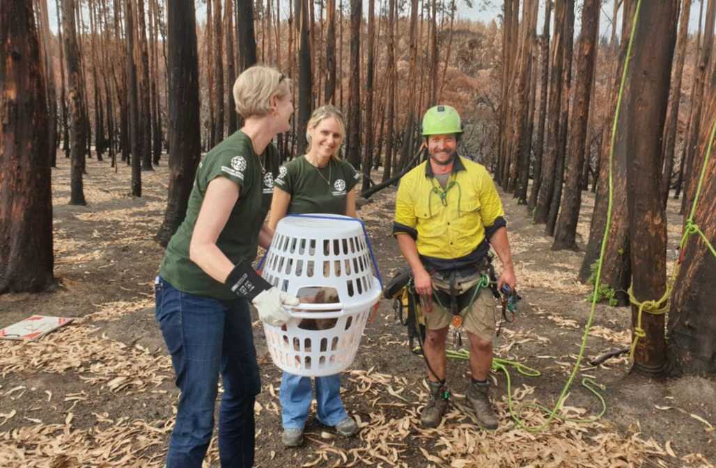 Australien: Das Team rettet einen Koala © HSI