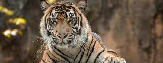 Tourismus: Selfie mit Tiger