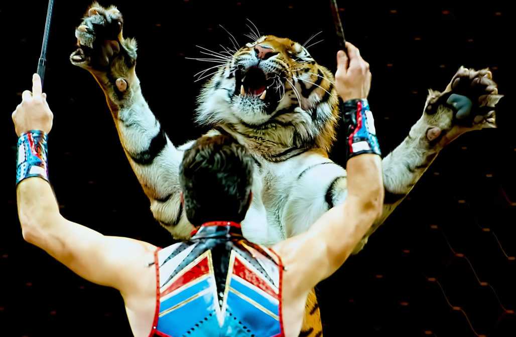 Tiger-Dressur im Zirkus
