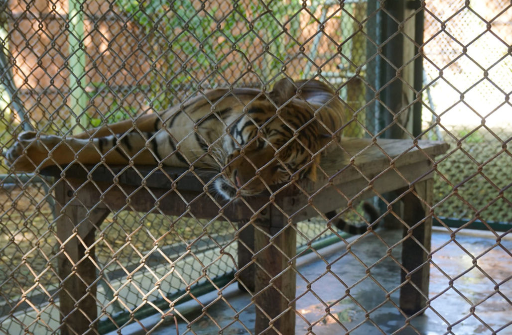 Selfie mit Tiger: Tigerfarm 